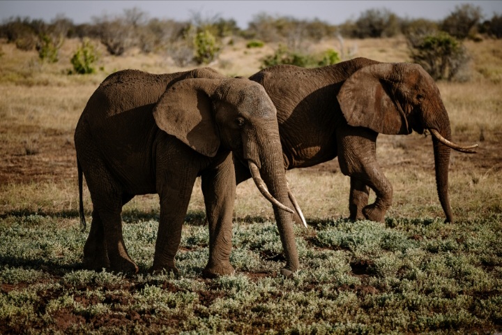 Group of elephants walking across savannah