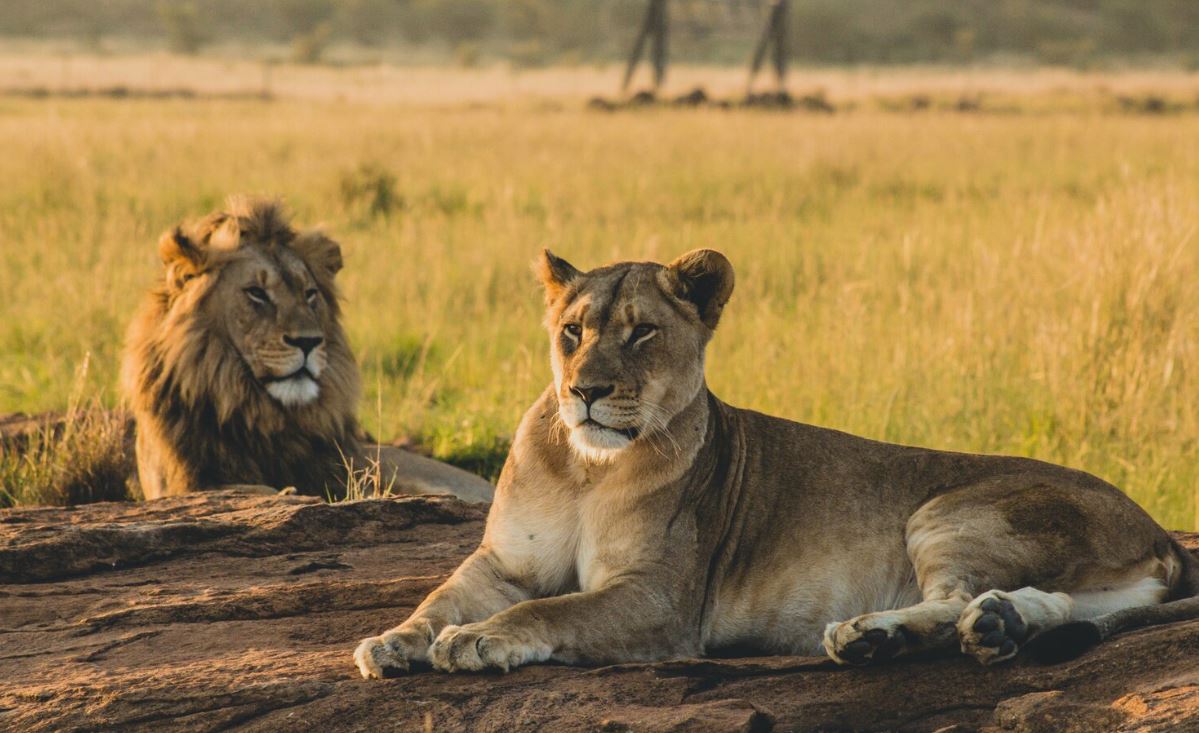 Close-up of a lion in natural habitat