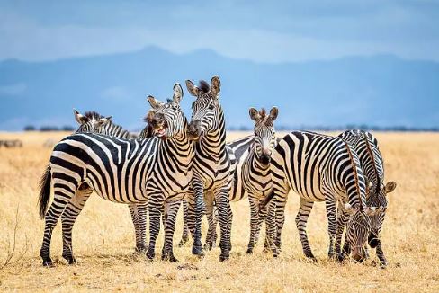 Great Migration